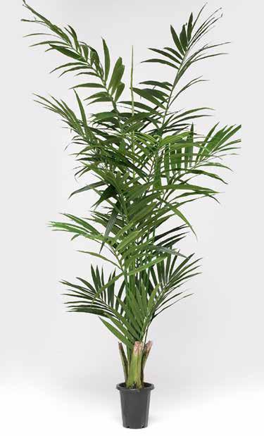 Kentia Palm 7338-110 H: 110 cm Pris: 740,- ART.