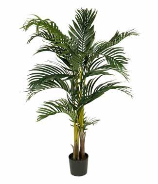 Kentia Palm 7203-240 H: 240 cm Pris: 3450,- ART.