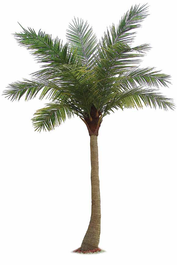 Du velger PKS når pris, kvalitet og levetid teller. Kontakt oss for PLANTER ART.Palm 6 m 7261-600 H: 600 cm Pris: 25300,- ART.