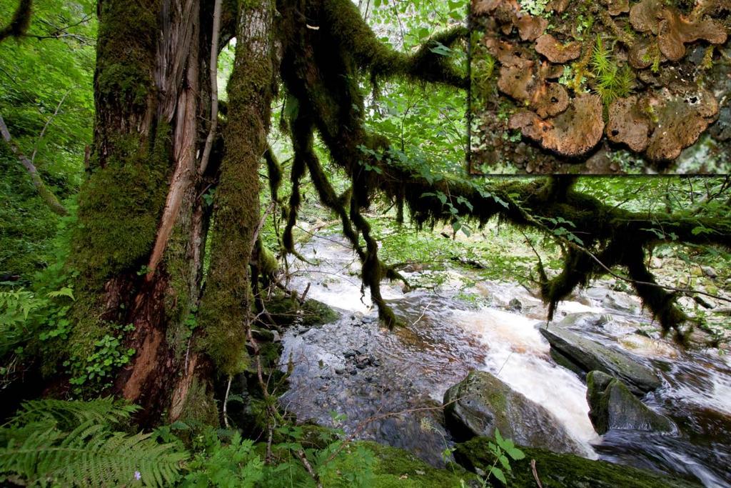 - Naturfaglige registreringer av bekkekløfter i Buskerud, Sogn og Fjordane, N-Trøndelag, Nordland og Troms 2008-0 - Gilelva i Førde kommune (SF): Det fuktige vestlandsklimaet pluss en beskyttende