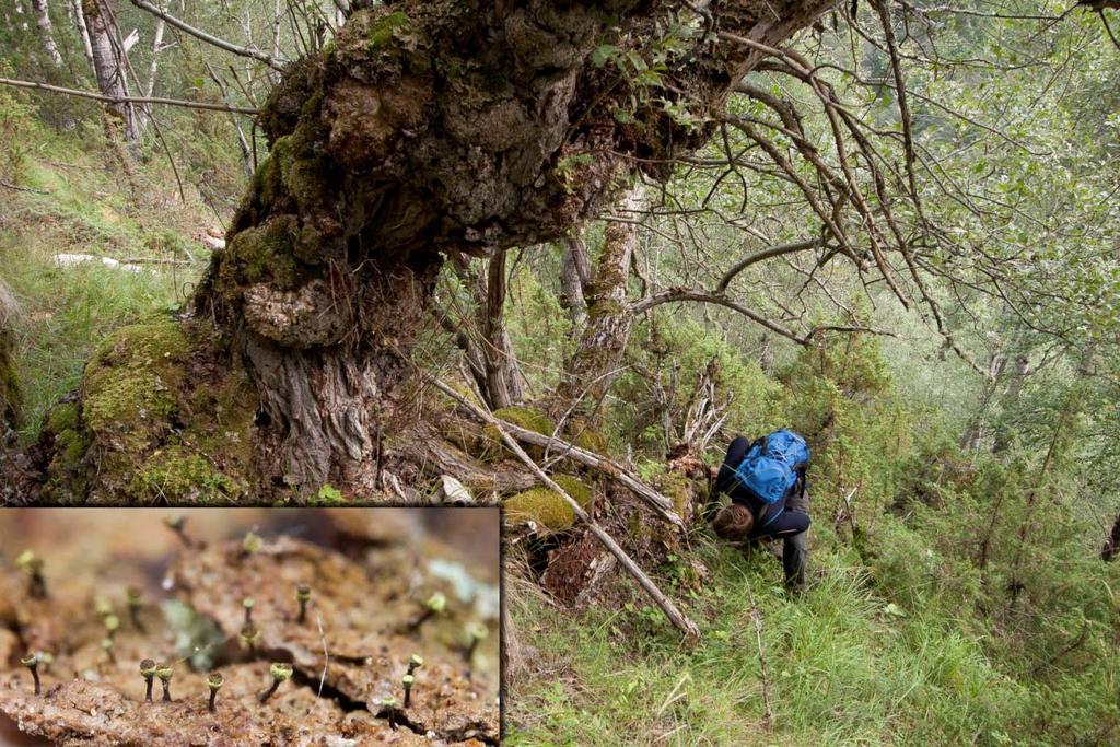 Skog har tydelig store problemer med å etablere seg her og bare glissen og småvokst lauvskog med borealt preg opptrer, selv om lokaliteten ikke ligger særlig høyt over havet eller på andre måter