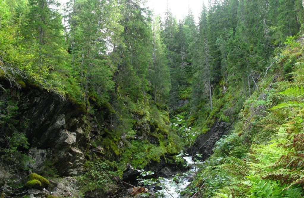 - Naturfaglige registreringer av bekkekløfter i Buskerud, Sogn og Fjordane, N-Trøndelag, Nordland og Troms 2008-0 - Kvernelva (): I Nord-Trøndelag er betydelige naturverdier knyttet til mindre,