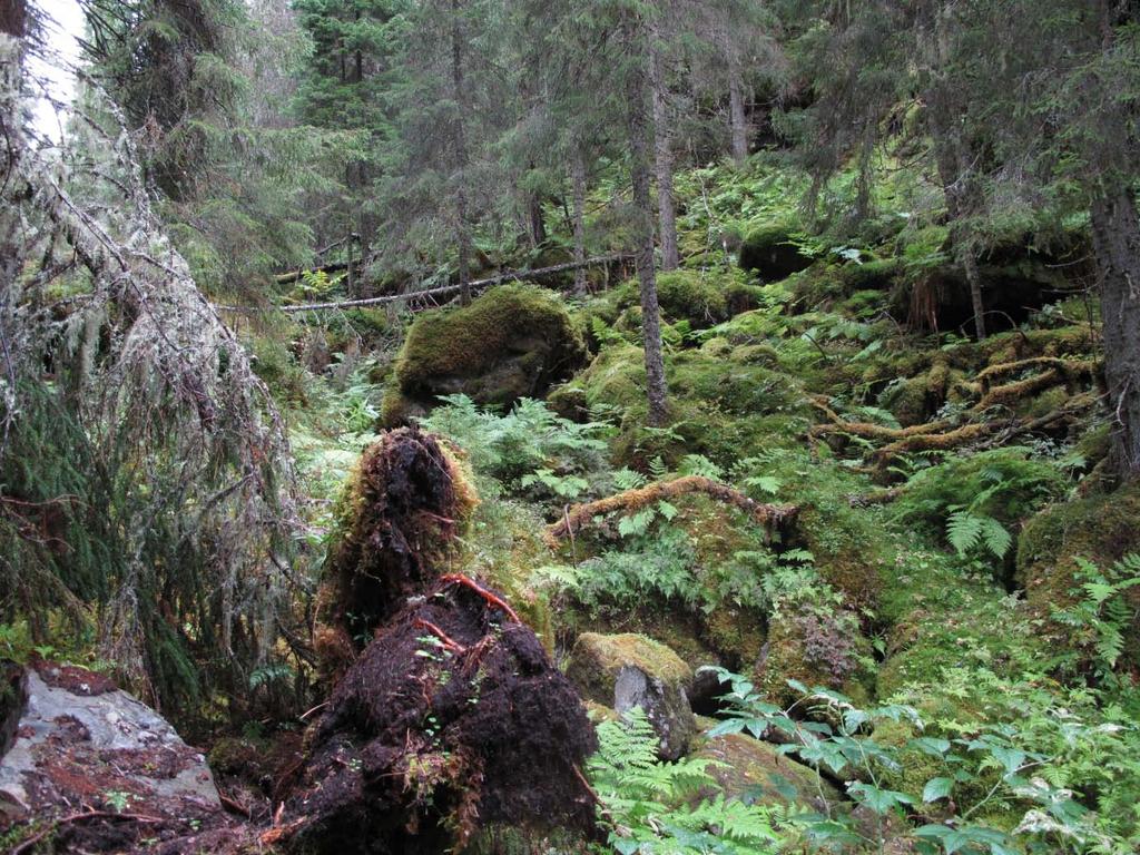 Kvernelva (Høylandet) er ei lita, men verdifull kalkkløft i de oseaniske delene av fylket. Foto: Tom H. Hofton.