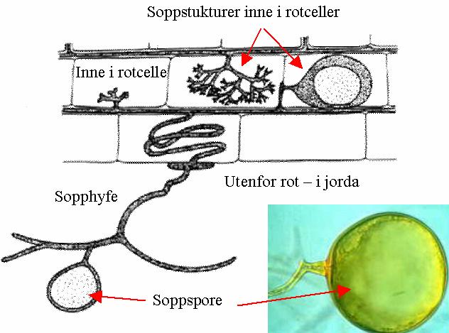 5. Har hyfene hos stilksporesopp skillevegger (septa)?