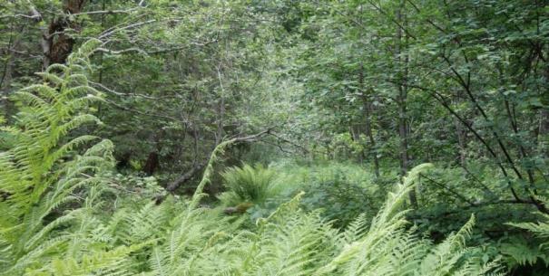 Lokaliteten inneholder også noe granskog i mosaikk med gråor - heggeskogen. Noe av denne har trekk som ligger tett opp til kystgranskog.