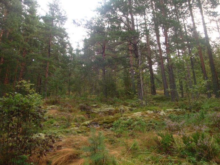 Turdraget er også spesielt vakkert med løvskog, steingjerder og bekk. 2.7. Klimatiske forhold sol og vind.