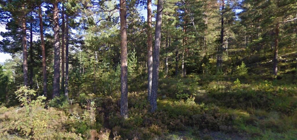 Tomten sett fra syd (Olavas vei google map). Planområdet omfatter eiendommene gbnr.