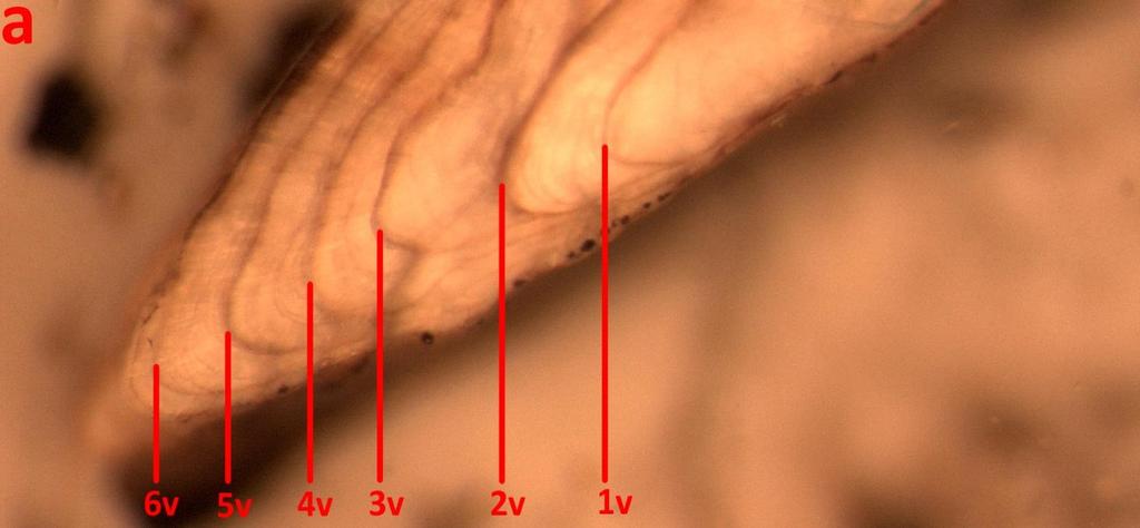 Som lysbrytende middel ble det brukt 1-, 2- propandiol.