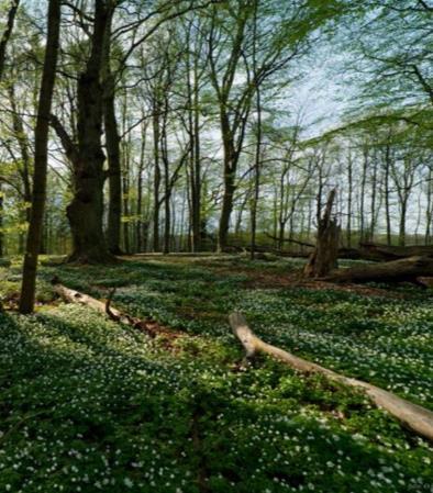 Naturreservat Telemarkslunden og Ekebylunden