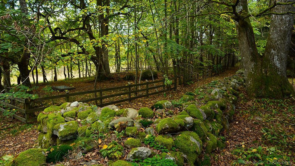 bronsealderrøyser på Carlbergåsen Klosterruin: