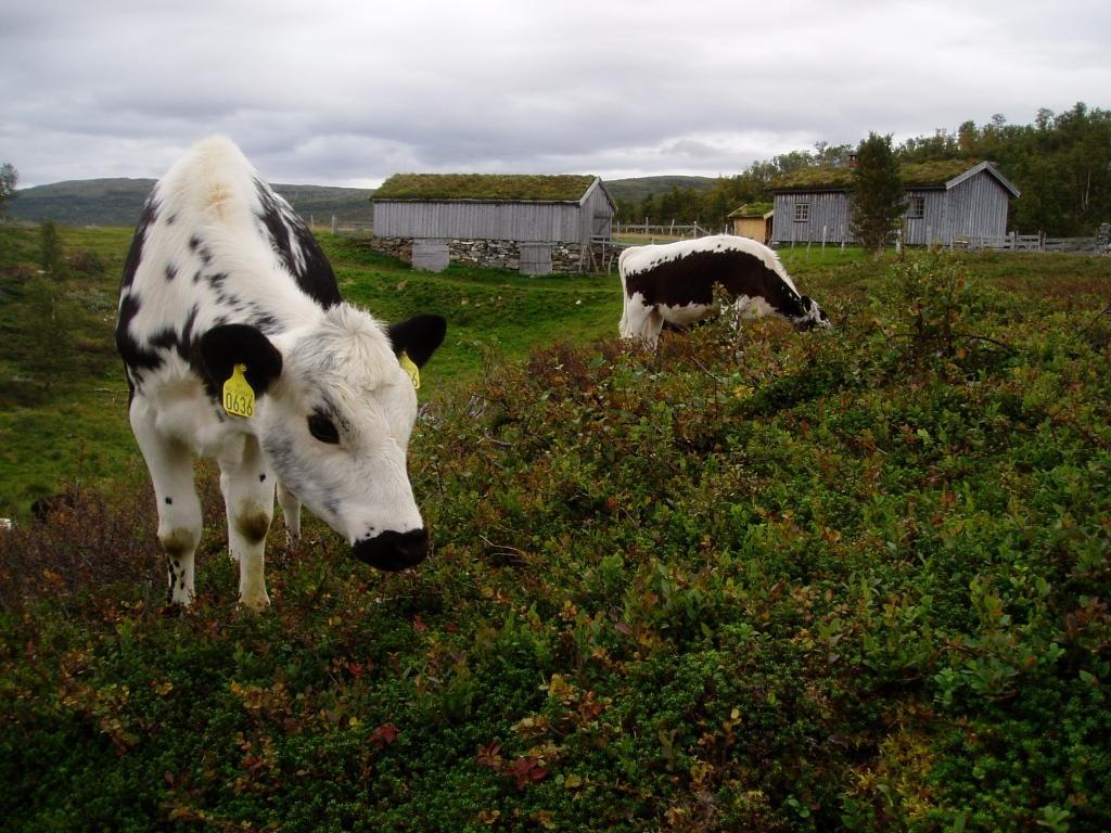 Sidet trønderfe på beite utenfor Jelsetra. Foto: Turid Nordbø INNHOLD 1. Innledning 3 1.1 Bakgrunn 3 1.2 Naturgrunnlag 4 1.3 Brukshistorie 3 2. Metode 5 1 Eksisterende data 5 2.2 Feltarbeid 5 2.