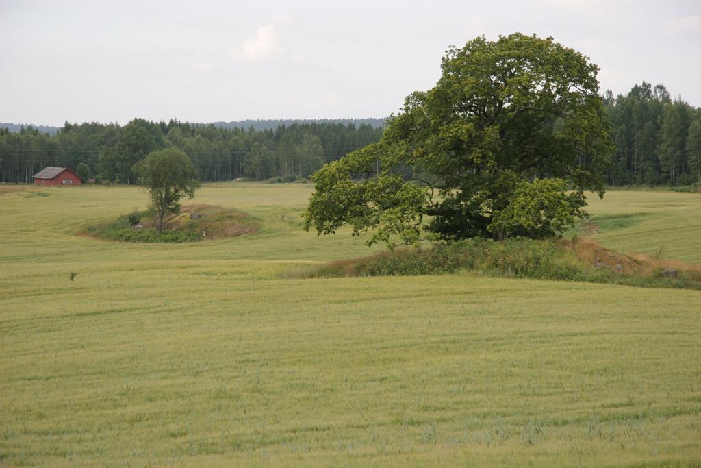 Åkerholmer Østfold Akershus Vestfold Åkerholmer per 1000 dekar 17 13 16 % endring, 5 år 0,6 % -3,9 % -11,9 % Skogbygder har flere holmer (16 kontra