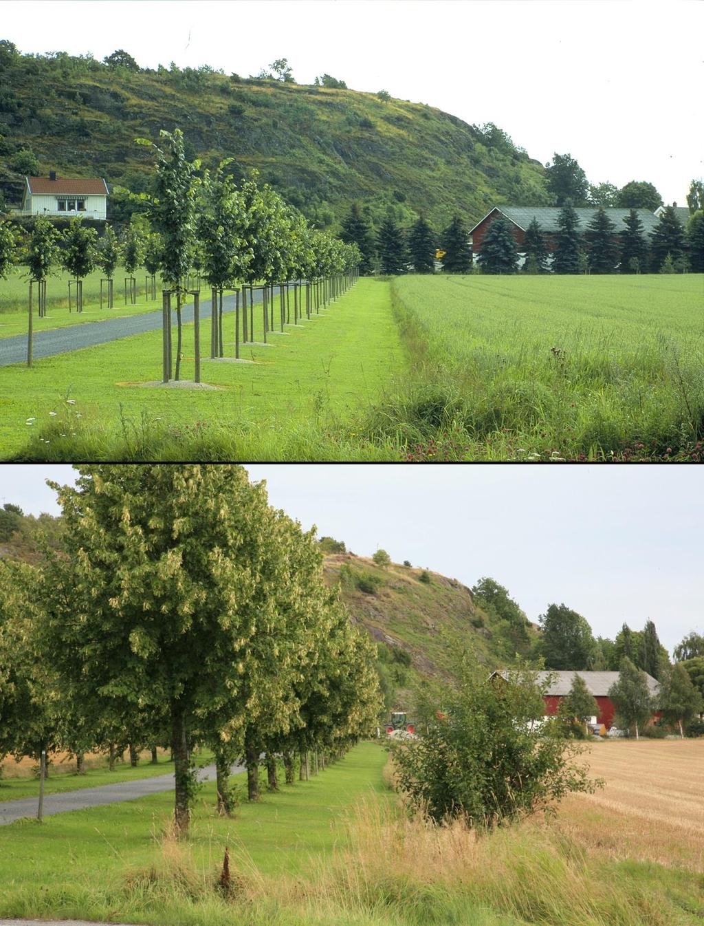 Allèer og trerekker langs vei Meter per 1000 dekar Endring Østfold 57 32 % Akershus 50 13 % Vestfold 98 0 % Lavlandet