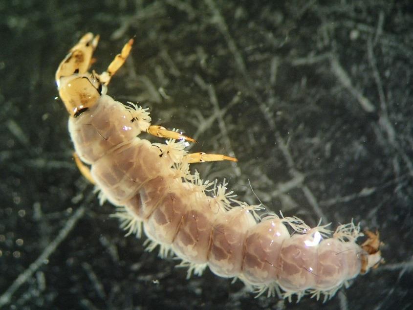 Bilde 2. Larve av vårflua Rhyacophila fasciata. Foto: G. Kjærstad. 4.3 Edelkreps Resultatene indikerer at Kyvatnet hadde høyest tetthet av edelkreps med et gjennomsnitt på 7,6 individer pr.