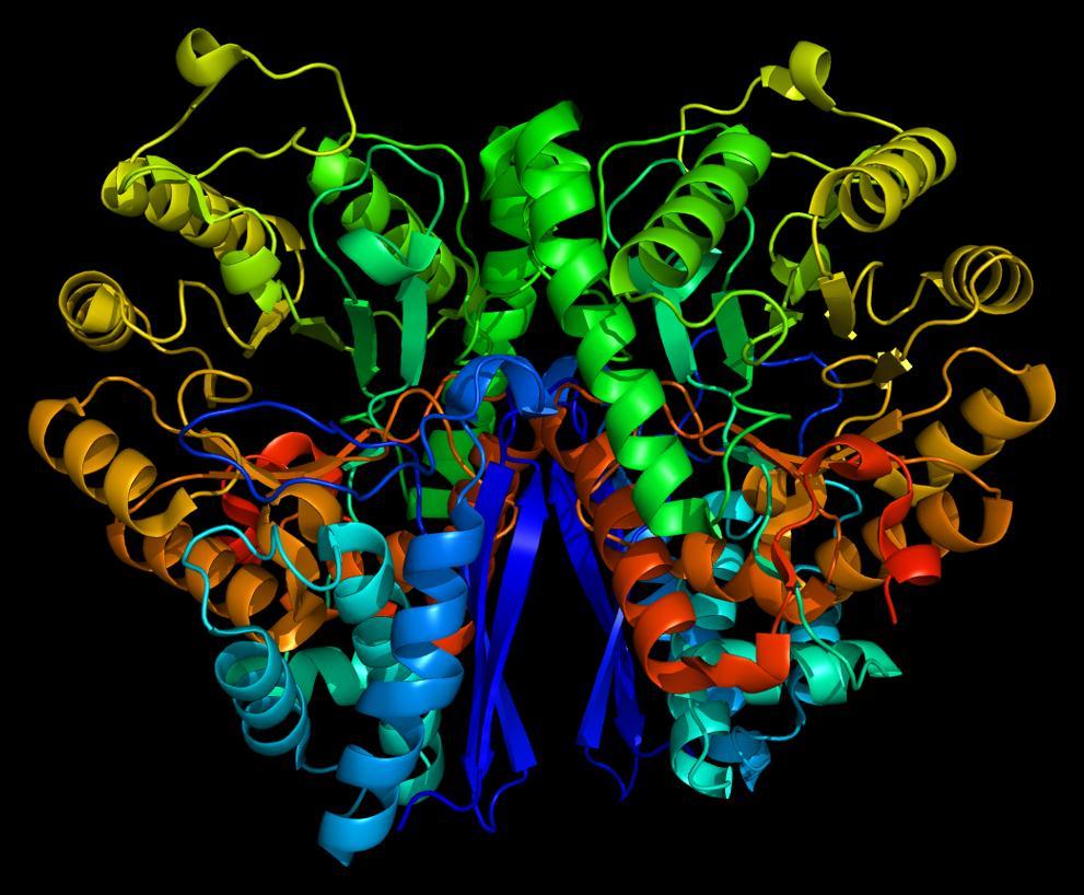 Teori 17 Figur 3-5 NSE i form av to γ-subenheter bundet sammen i ett proteinkompleks [26]. α- og γ-enolase er strukturelt veldig like og skiller seg fra hverandre ved kun 72 av 434 aminosyrer.