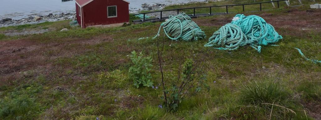 2 Djupvik Camp & Maskin AS har på tlf bekreftet at det er de som har etablert flytebrygga og sløyeskuret.