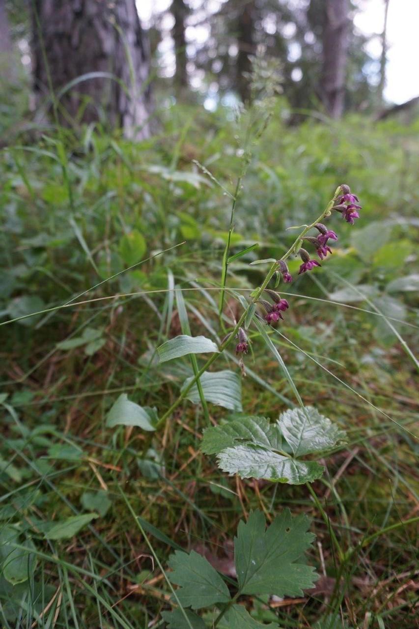 Brandberga. Kalkfuruskog.