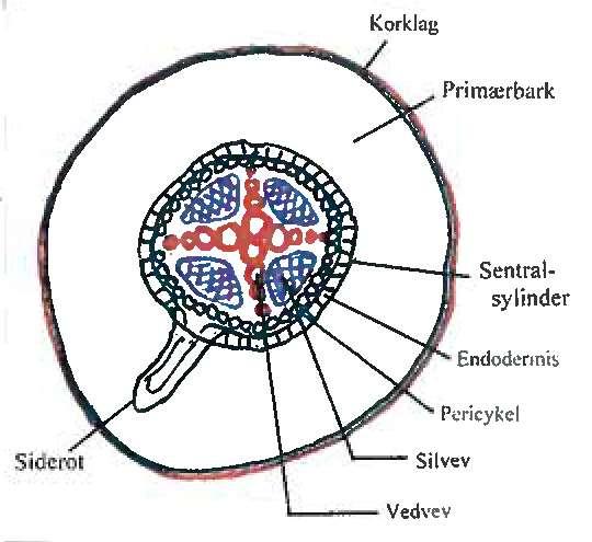 Anatomi hos røtter av jordbær Består av primærbark og sentralsylinder skilt av endodermis (cellelag) Endodermis har fysiologisk kontroll.