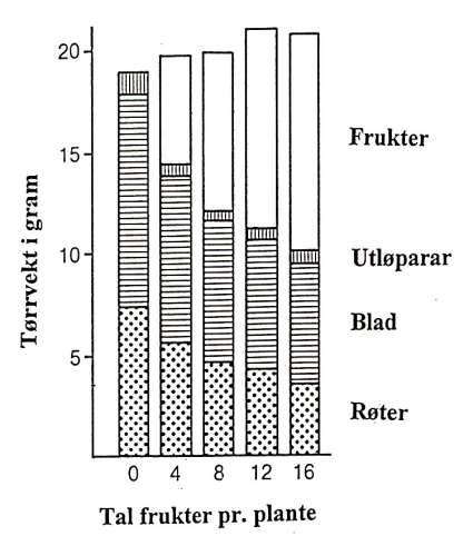 Fordeling av tørrstoff i ei jordbærplante Bær konkurrerer med blad og røtter om tørrstoff Vi ønsker at mest mulig av det planta produserer skal gå til