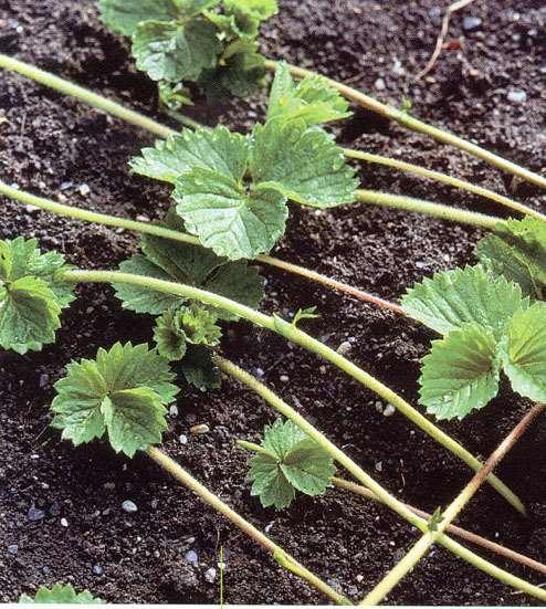 Utløpere og utløperplanter Planta danner utløpere, som ender i ei ny plante (ei datterplante) Datterplanter brukes ved