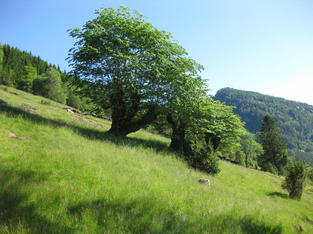 Handlingsplanar Handlingsplanar for forvaltning og skjøtsel er ferdig utarbeidd for dei første utvalde naturtypane Fylkesmannen ansvarleg for iverksetting Arbeidsgruppe HSF,