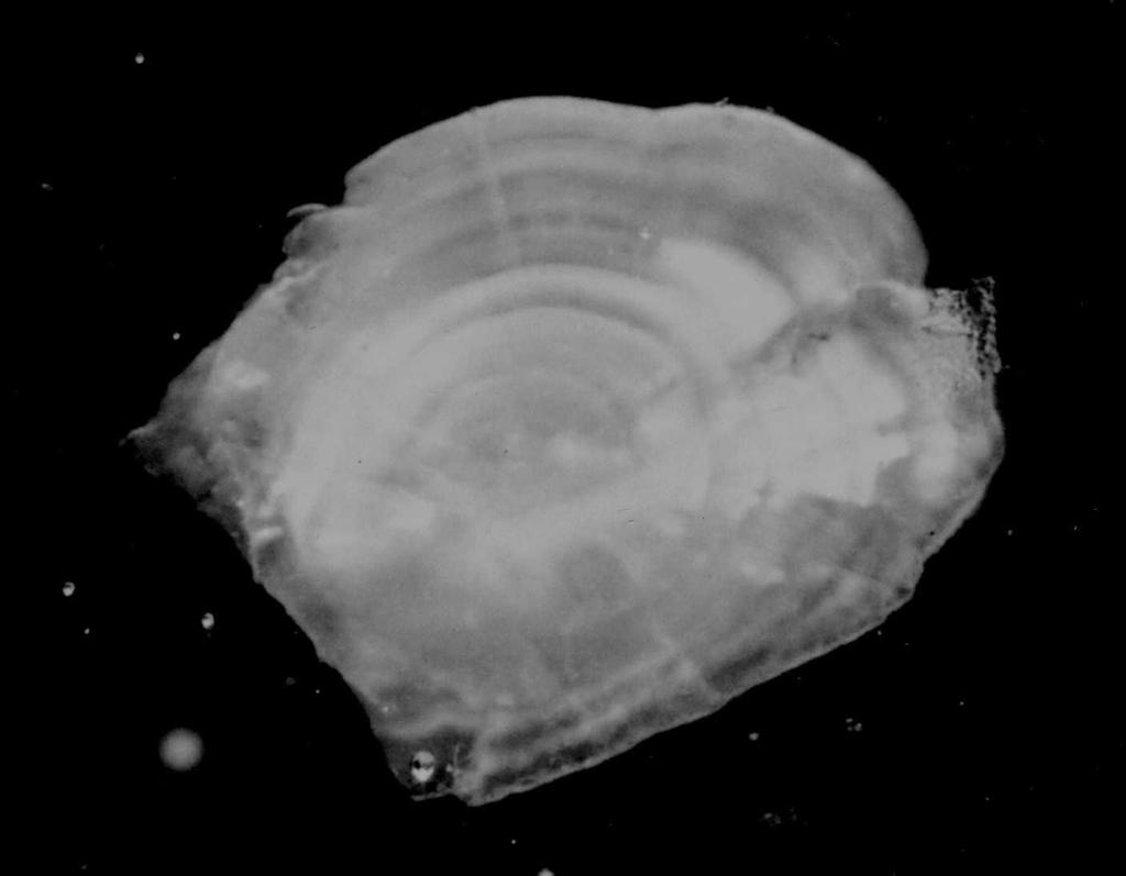 3 Metoder Prøvefisket ble gjennomført etter retningslinjer gitt for fiskeundersøkelser (Nyberg og Degerman 1988, Hindar m. fl.1996). Det ble brukt såkalte Nordisk oversiktsgarn (fleromfarsgarn).