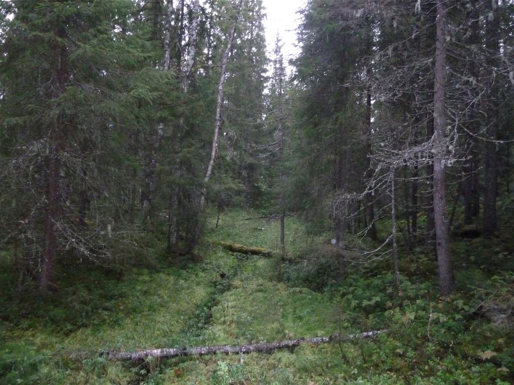 Artsmangfold: Gran er dominerende treslag. Det er sparsomt med lauvtrær i skogen, men spredte trær finnes. Karplantefloraen virker ganske triviell.