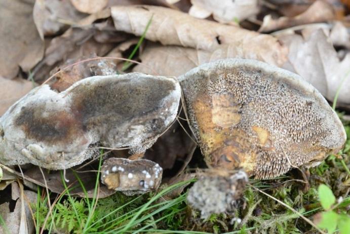 (Cortinarius violaceus), svart trompetsopp (Craterellus cornucopioides), koboltrødspore (Entoloma nitidum),