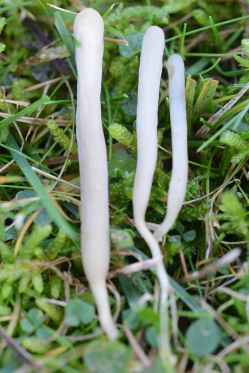 lividocyanulum), papillrødspore (Entoloma papillatum), Entoloma longistriatum, myrvokssopp (Hygrocybe coccineocrenata).