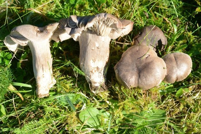 Rødlistearter Gulbrun narrevokssopp (Camarophyllopsis schulzeri) Tuet køllesopp (Clavaria amoenoides) Grå grynmusserong (Dermoloma cuneifolium) Lillagrå rødspore (Entoloma griseocyaneum) Lillastilket