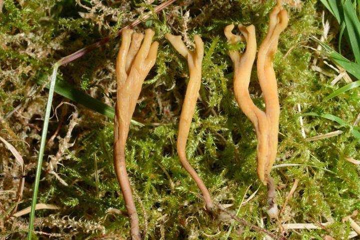 Rødlistearter Brun småfingersopp (Clavulinopsis cinereoides) Melrødspore (Entoloma prunuloides)