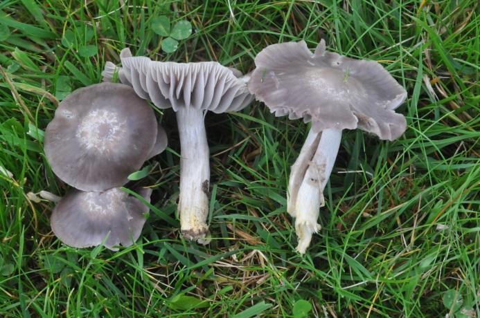 chlorophana), kjeglevokssopp (Hygrocybe conica), engvokssopp (Hygrocybe pratensis), skarlagenvokssopp (Hygrocybe punicea), honningvokssopp (Hygrocybe reidii).