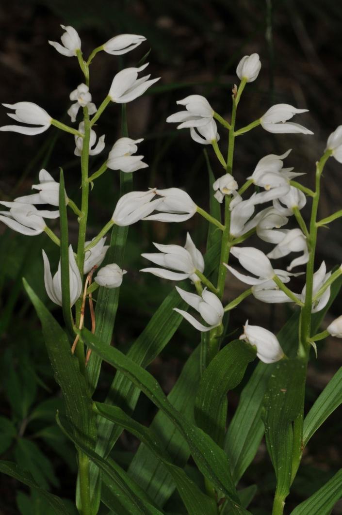 Figur 14. Kvit skogfrue (Cephalanthera longifolia) Lokalitet: Eikås II Heie, Uggdal LM 149-644 Naturtype: Naturbeitemark D04 Inventert: 05.10.