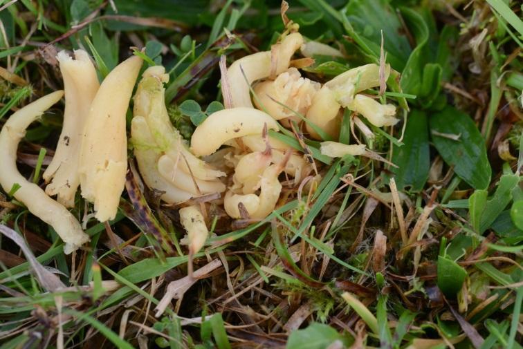 Rødlistearter Karplanter og Moser Glansteppemoser (Porella obtusata) Purpurlyng (Erica cinerea) Sopp Fiolett greinkøllesopp (Clavaria zollingeri) Entoloma atrocoeruleum Svartblå rødskivesopp (Etoloma