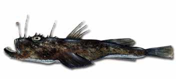 Breiflabb Lophius piscatorius (Latin) Monkfish, Anglerfish (UK) Baudroie commune (F) Seeteufel (D) Sesong: Hele