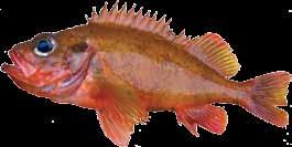 Grønseth Hyse (kolje) Melanogrammus aeglefinus (latin) Haddock (UK) Églefin (F) Schellfish (D) Sesong: