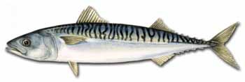 Størrelse: Opptil 130 cm. Makrell Scomber scombrus (latin) Mackerel (UK) Maquereau (F) Makrele (D) Sesong: April-november. Størrelse: Opptil 66 cm, sjelden over 40 cm.