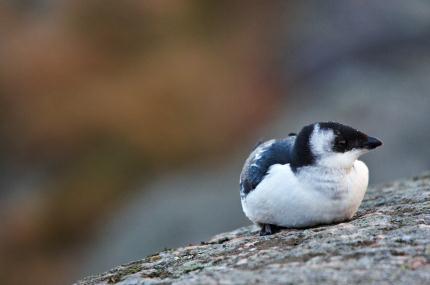 Definisjon: Større sammenhenger i naturen og