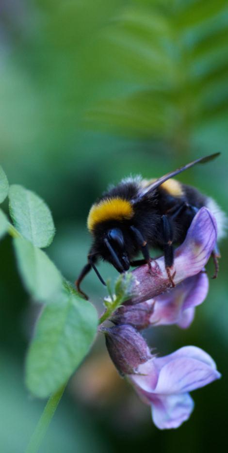 Verdifull natur ikke berørt Hvilken vekt naturmangfoldet blir tillagt, må vurderes i den enkelte sak, veid opp mot andre samfunnshensyn.