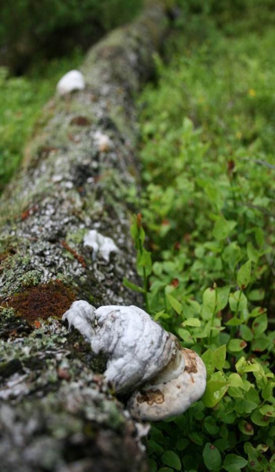 Bakgrunnen for prinsippene er 1, 4 og 5 - formålet med loven og forvaltningsmålene Formål: 1 Naturen med