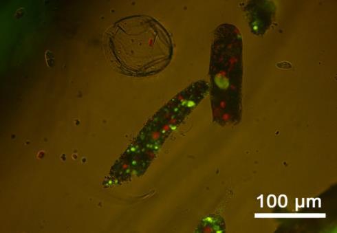 kjemisk og naturlig dispergerte oljedråper på filtrerende organismer. Figur 2.10 nedenfor viser raudåte eksponert med oljedråper (grønt i fluoriserende lys).