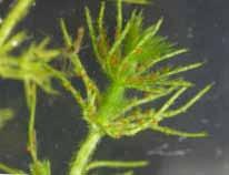 Chara polyacantha - hårpiggkrans Chara polyacantha er en flerårige art. Den er en av de store artene, men vokser stort sett bare ned til 1 m dyp (Langangen 27).