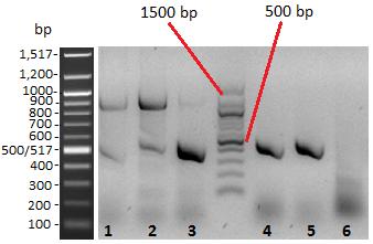 Figur 8: Påvisning av antibiotikaresistens-genfamilier ved bruk mastermiks 4.