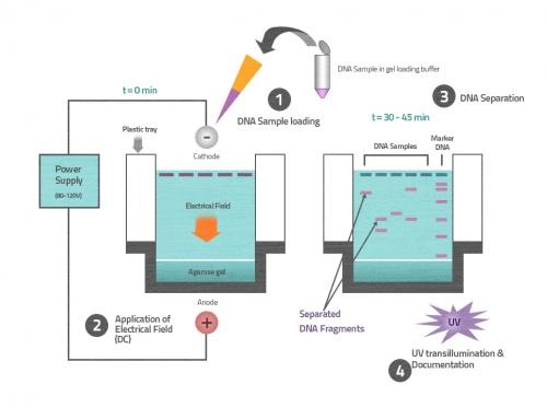 3.5 Gelelektroforese Gelelektroforese er en metode for å identifisere protein eller fragmenter av DNA eller RNA. Dette blir gjort på en gel laget av agarose eller polyakrylamid.