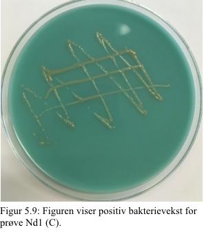 Resultatet fra prøve Nd1 (E) (figur 5.8) viser positiv bakterievekst på ESBL selektiv skål (Oxoid Brilliance ESBL).