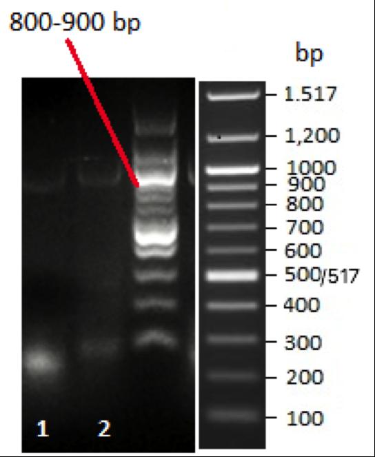 Eksempelbilde for påvisning av antibiotikaresistens-genfamilier ved bruk av primere med målgen CTX-M, CTX-M og TEM (mastermiks 2).