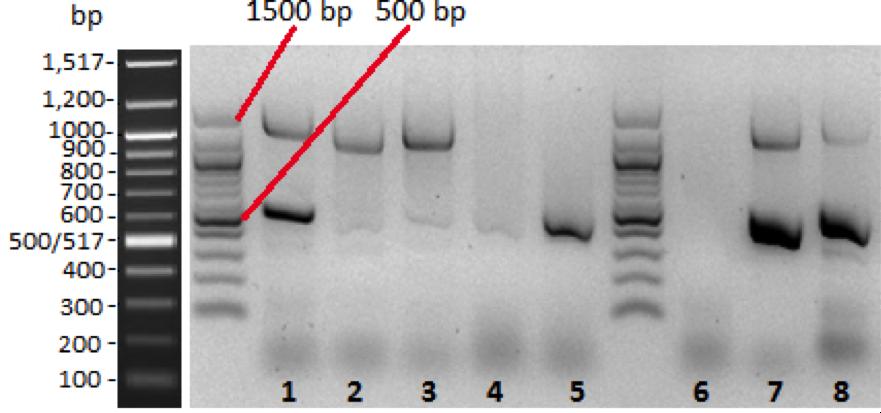 Eksempelbilde for påvisning av genfamilier ved bruk av primere med målgen OXA- 48, Enterobacteriaceae og 16S (mastermiks 4). Produktstørrelse for målgenene er henholdsvis 268 bp, 512 bp og 1505 bp.