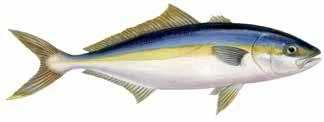 Atlantic Cod - ES: Bacalao del Atlantico Lates calcarifer