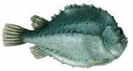 GB: Halibut - ES: Halibut Psetta maxima N: Piggvar - GB: