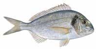 N: Asiatisk Malle - GB: Striped Catfish - ES: Basa